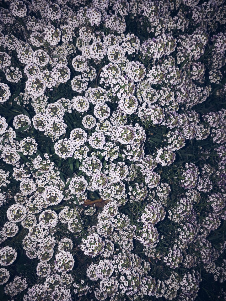 цветы