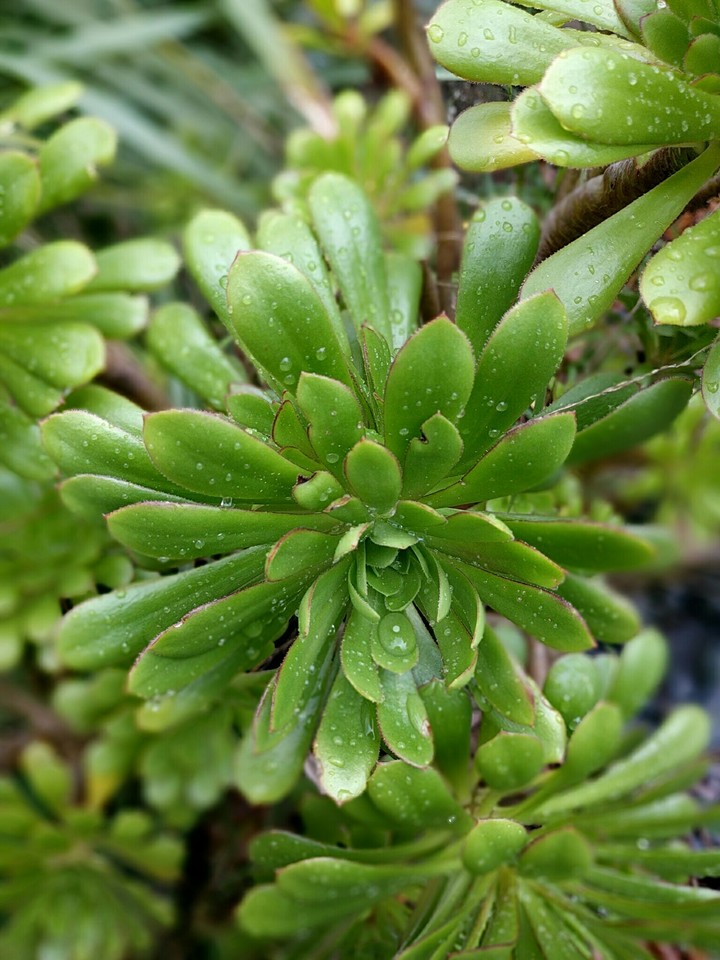 succulent