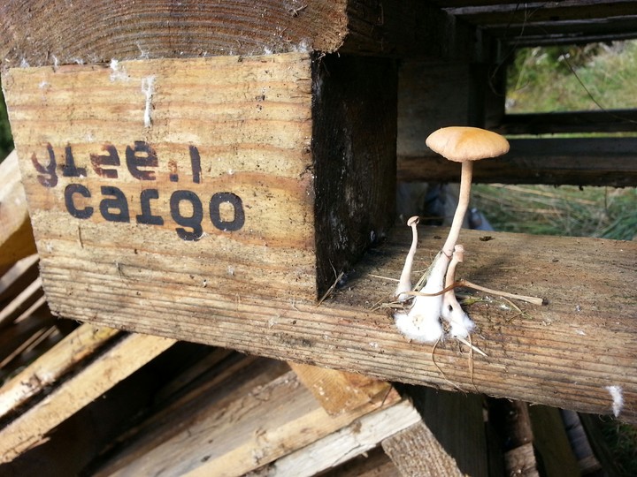 mushrooms hitchhiking the freight pallet