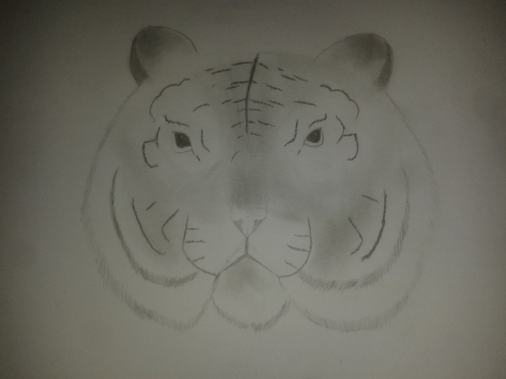 drawed tiger