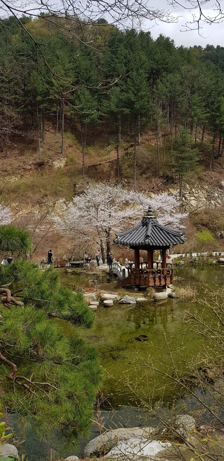 Korean cherry blossom