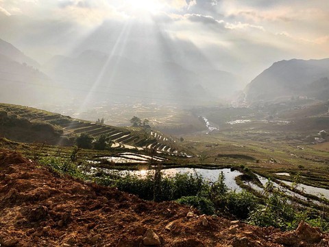 rice fields