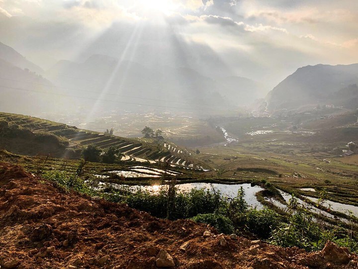 rice fields