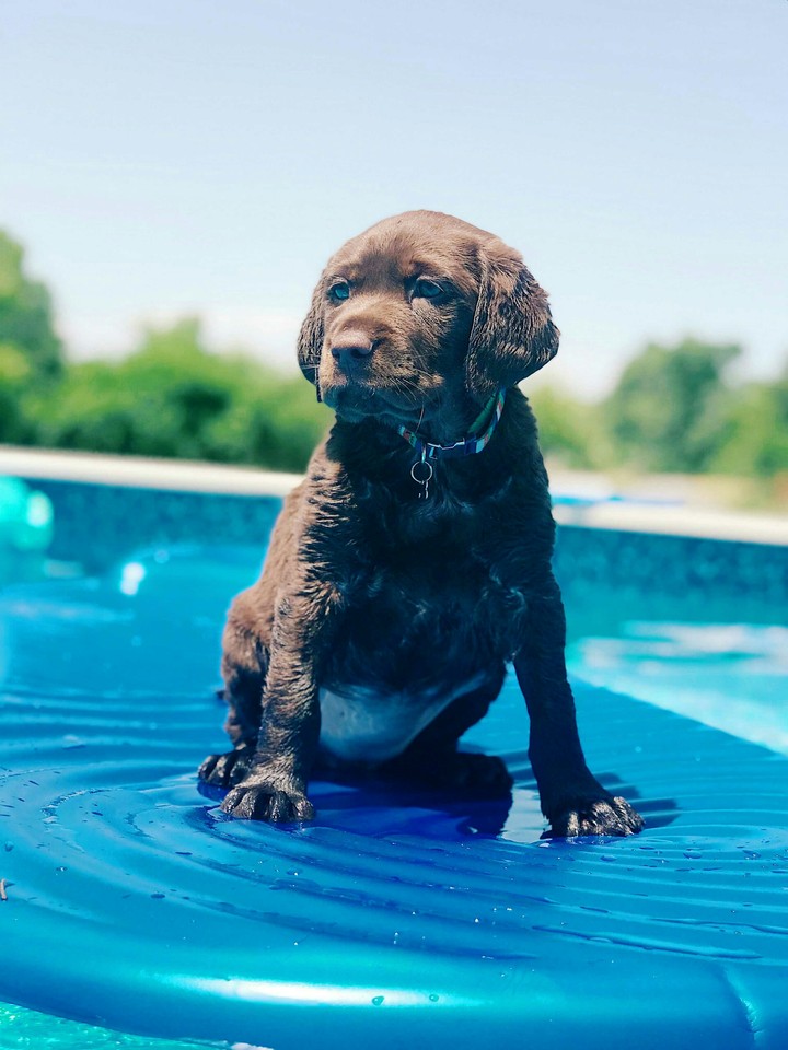black Labrador on floater