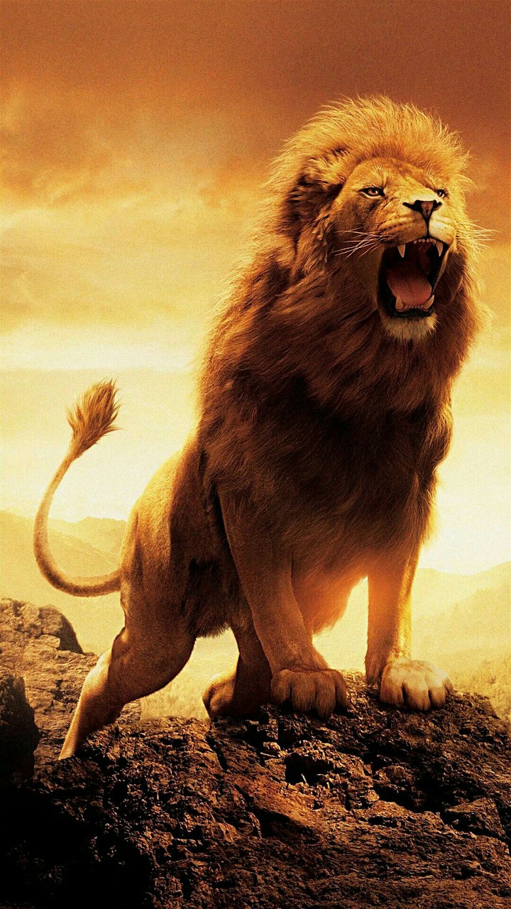 @wallpapers_phone_pc