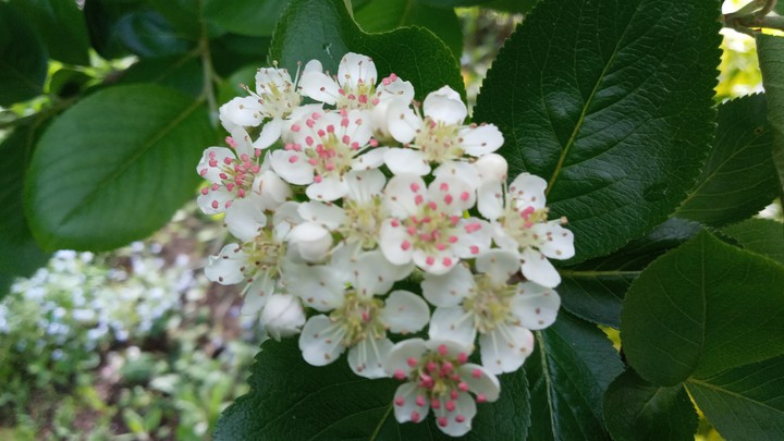 Aronia kwitnie ?
