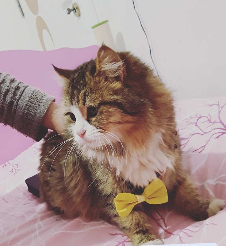 Kedi