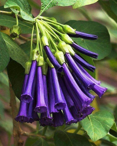 紫色, bellflower桌布