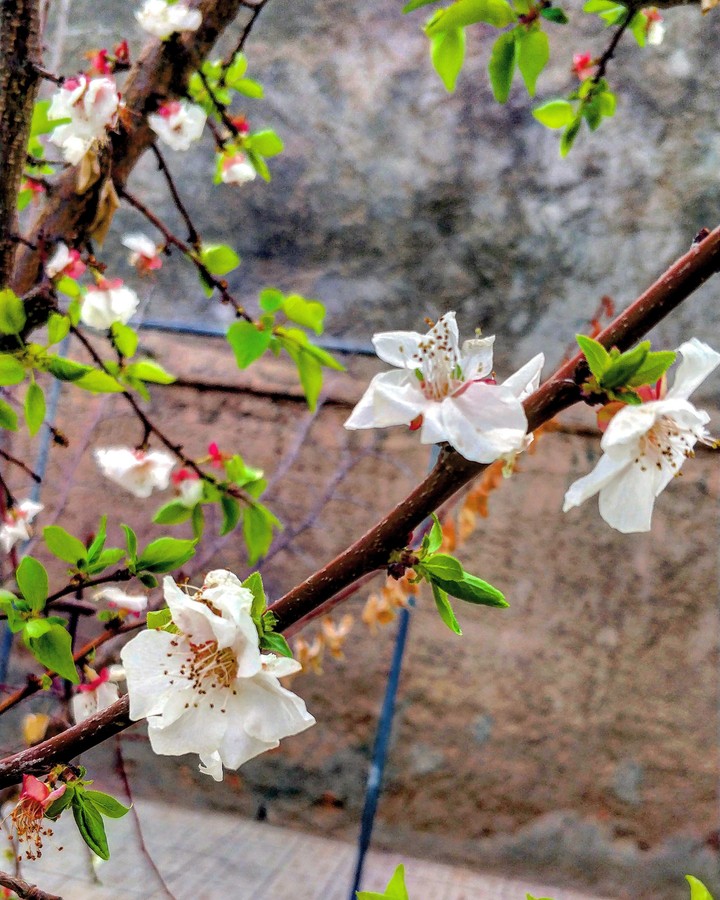 Spring