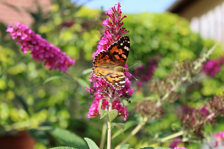 butterfly