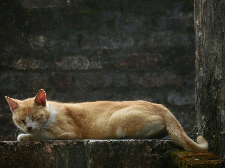 lazy afternoon's