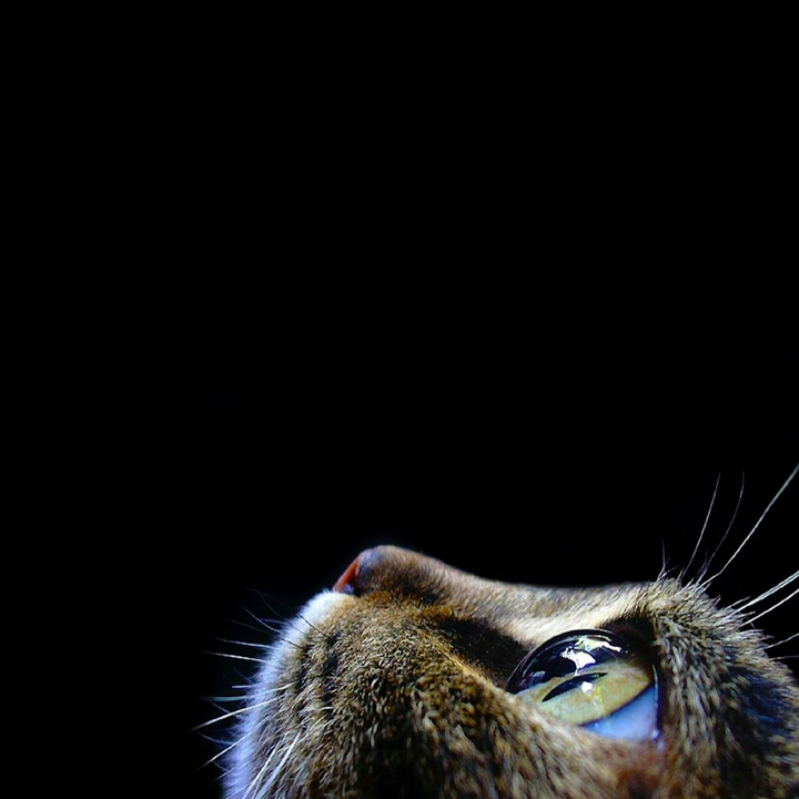 cat beautiful