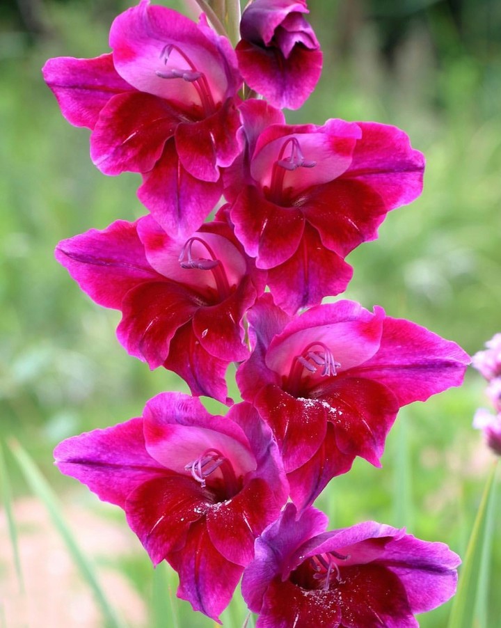 gladiola