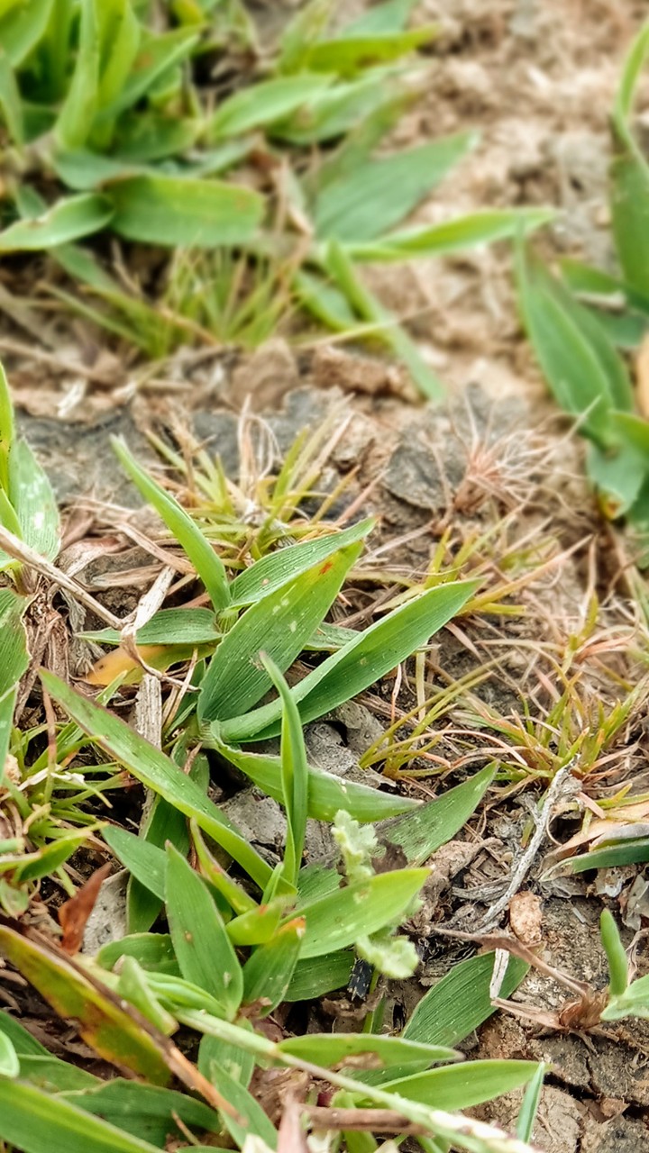 grass