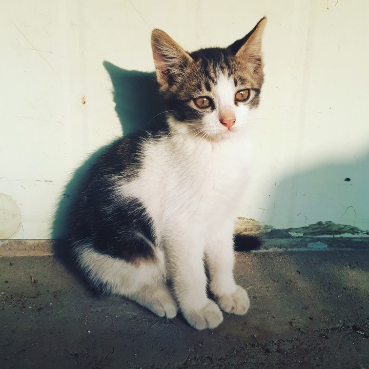 cat♥♥