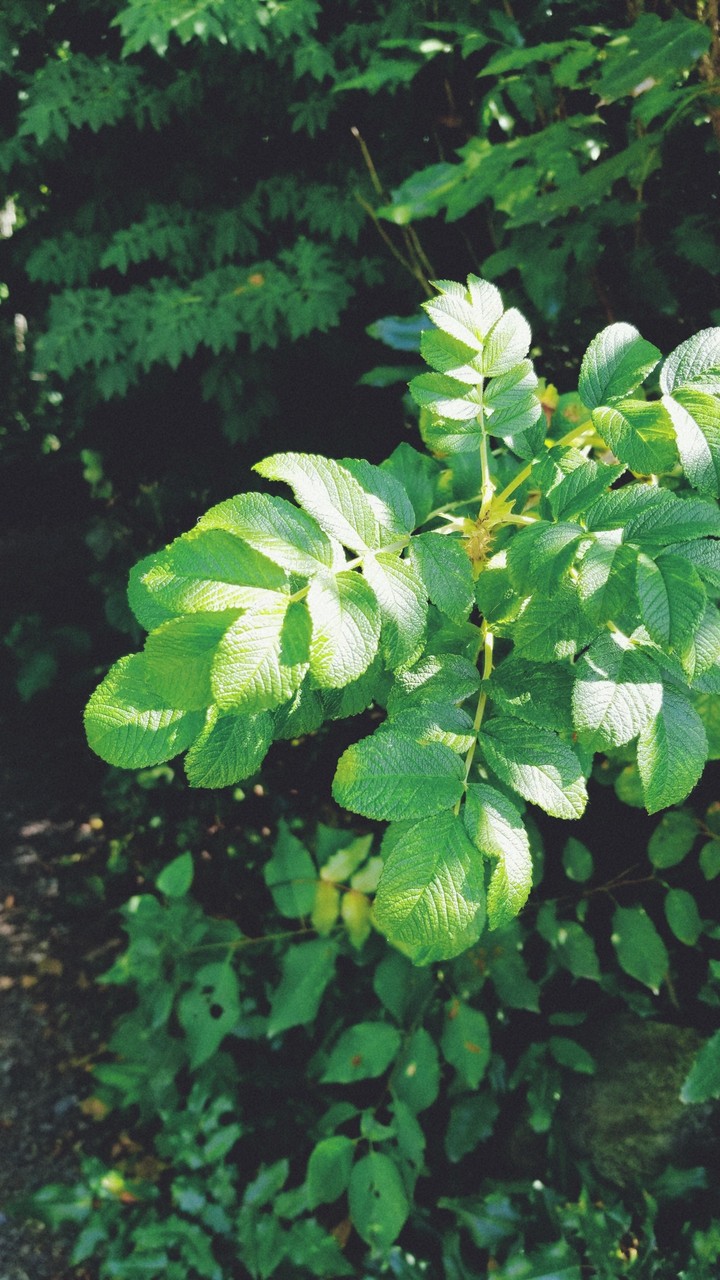 bright green