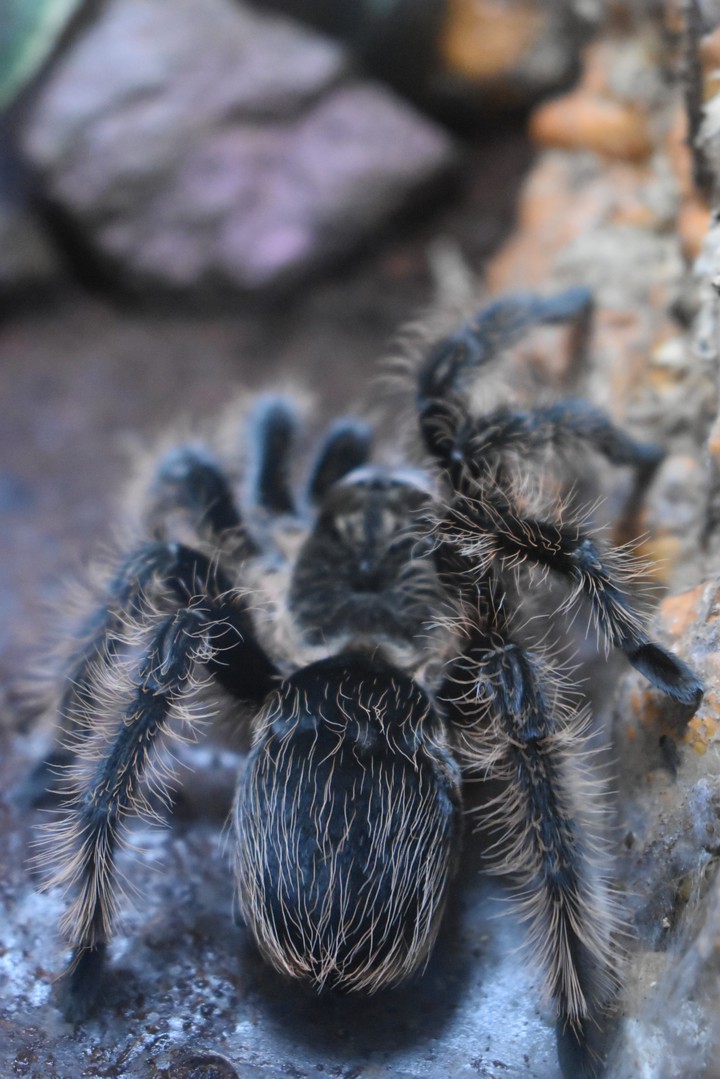 spider