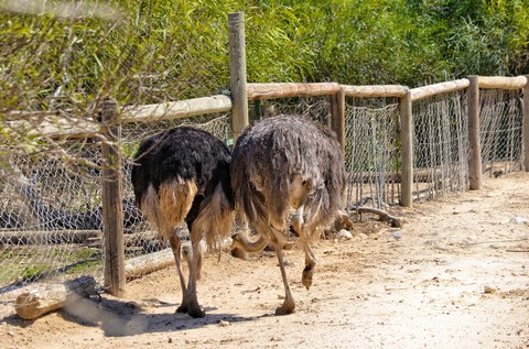 animal