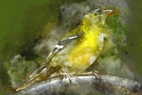 bird