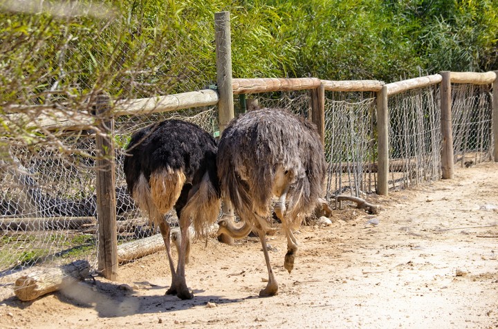 animal