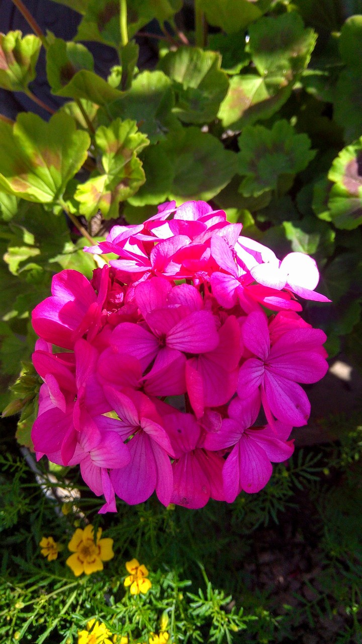 Geranium