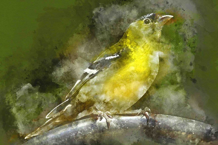 bird