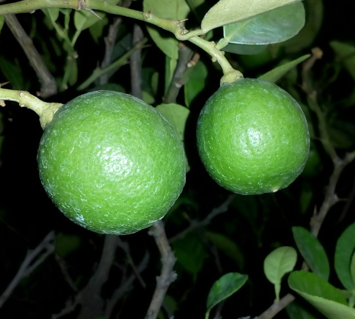 lemon