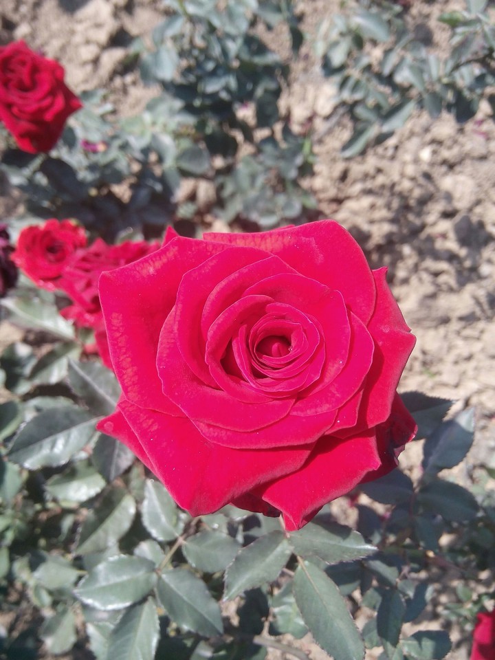 rose