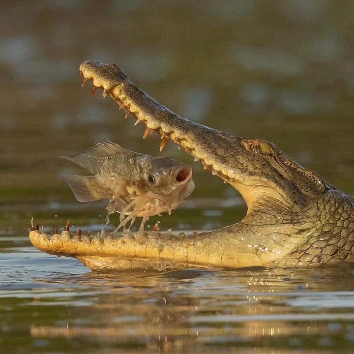 Animal
