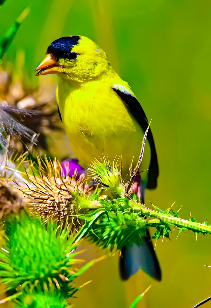 Bird♥