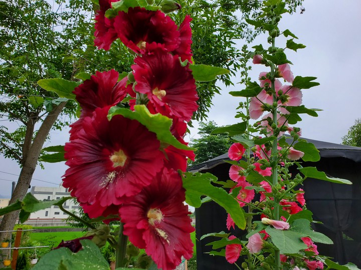 Hollyhock