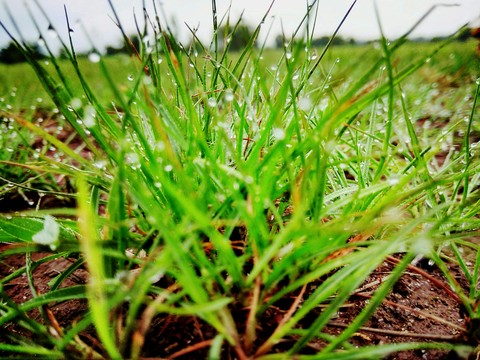 Dew grass
