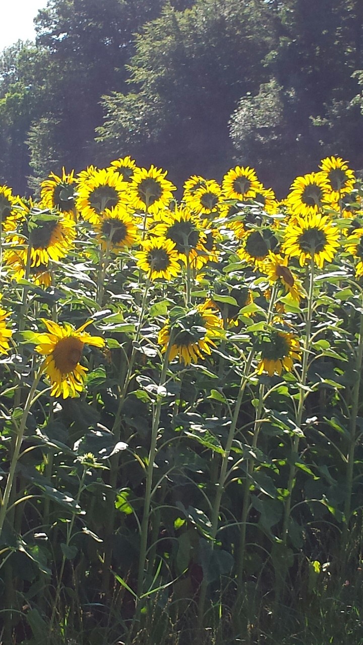Sonnenblumen