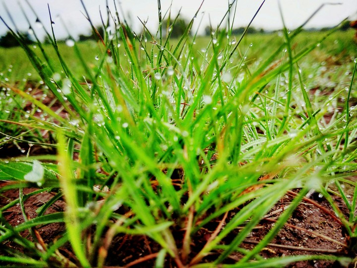 Dew grass
