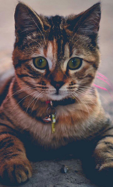 cat