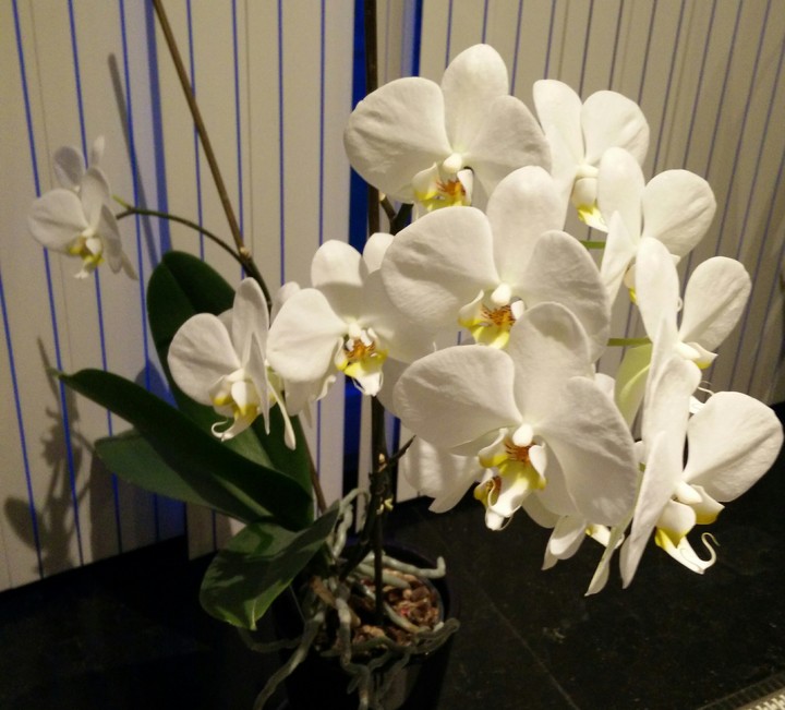orchideeën
