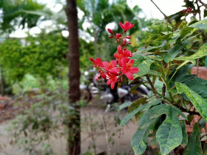 flower