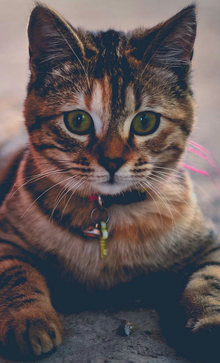 cat