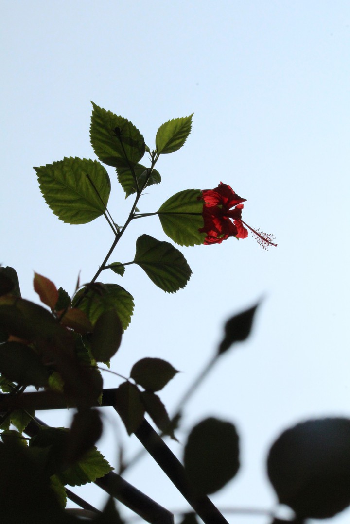 rose