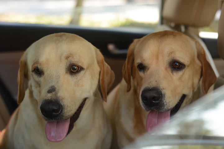 Labrador