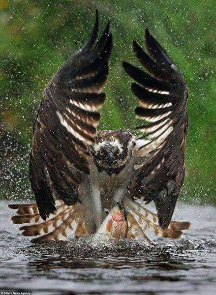 Eagle