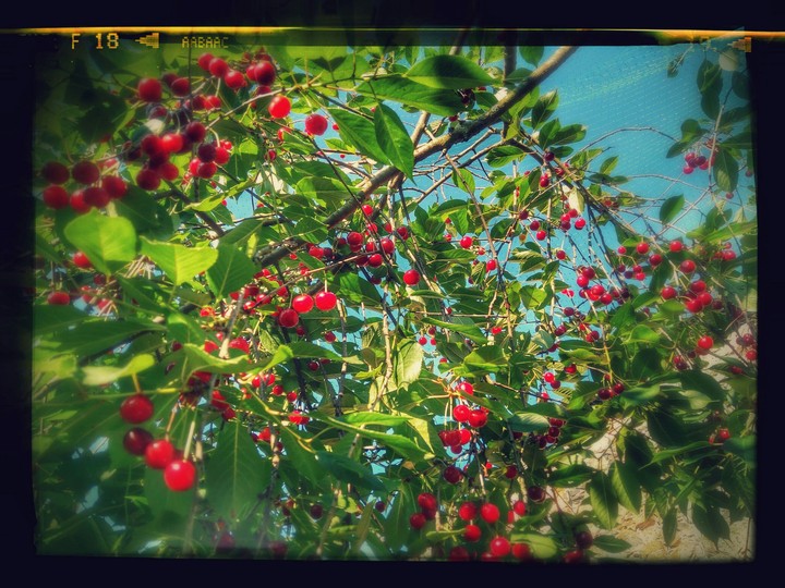 Cherry