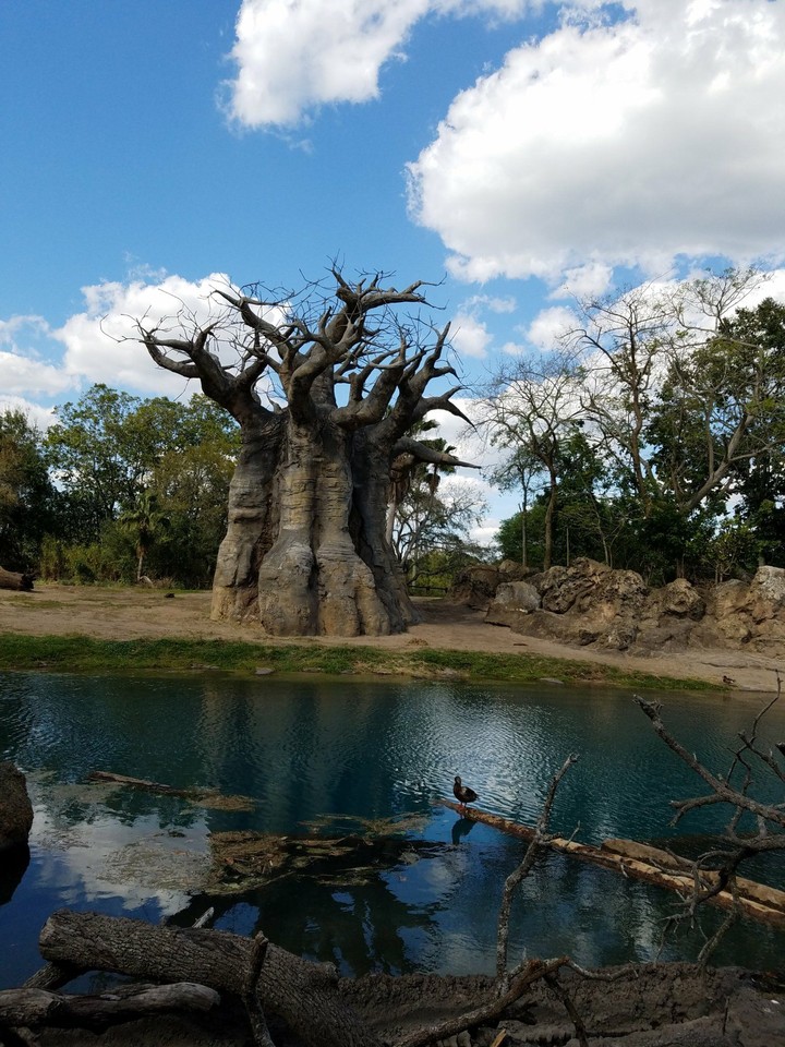 upside-down tree
