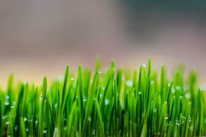 grasses