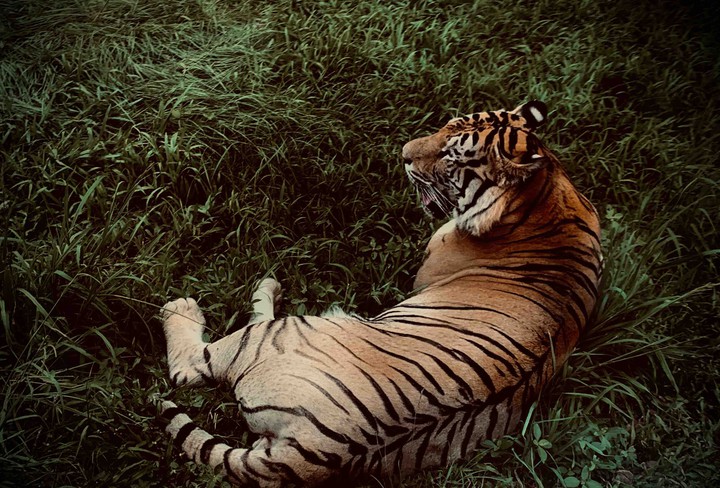 tiger