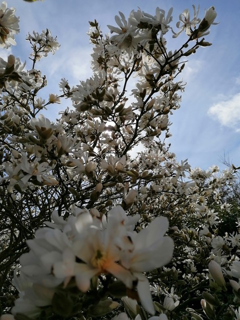 magnolia