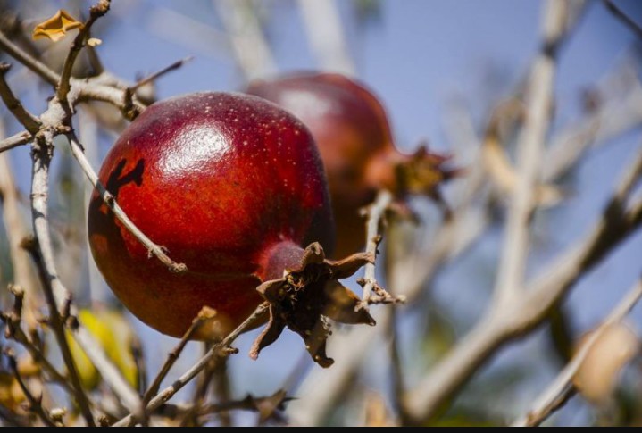 Pomegranate
