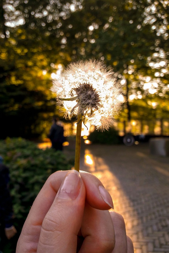 sunny evening