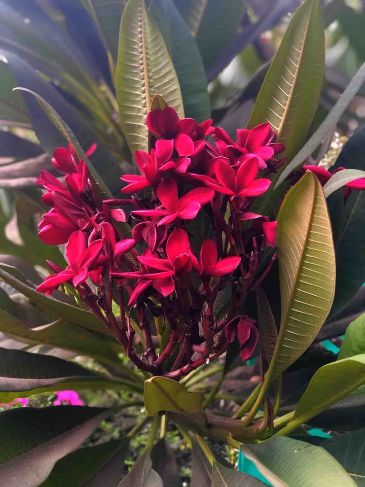 red bunch shot in portrait