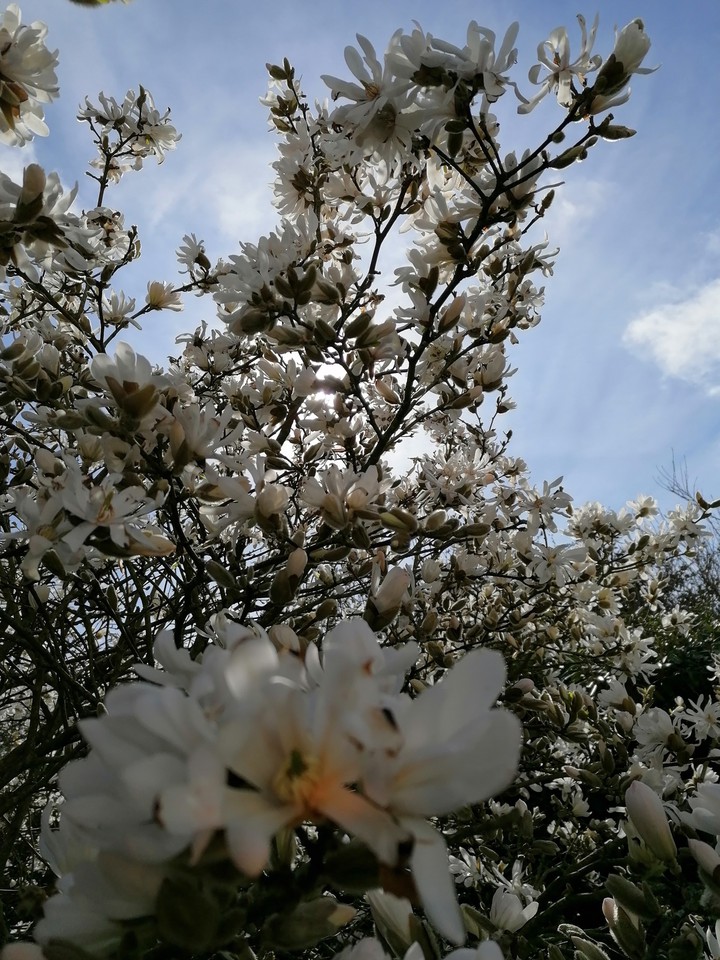 magnolia
